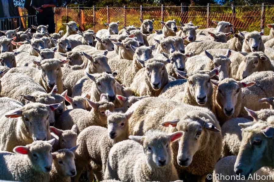 Many New Zealand sayings involve sheep.
