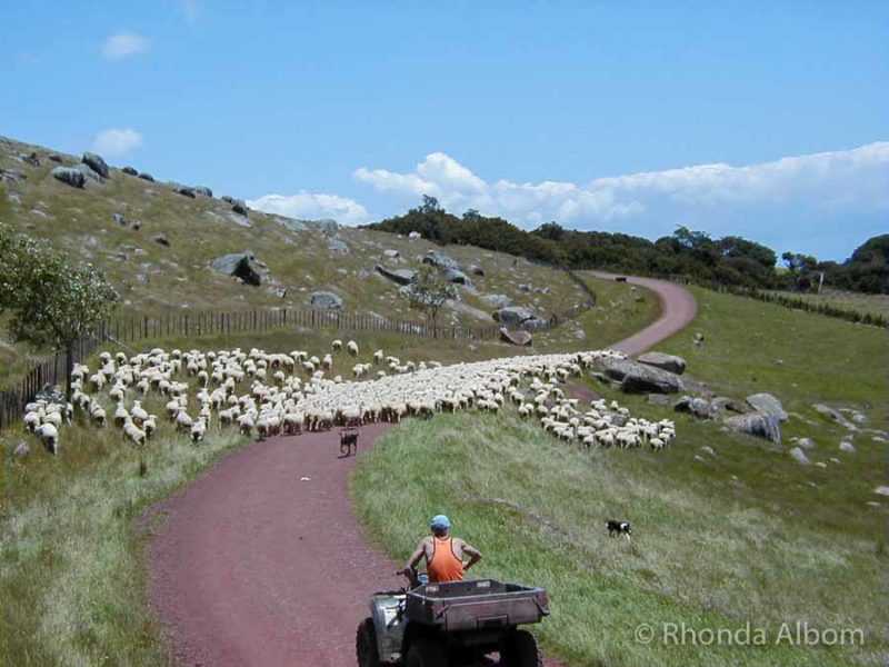 Sheep crossing and blocking the road as a farmer approaches in a vehicle on Waiheke Island, although this could happen on several of our favourite New Zealand road trips